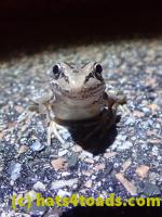 /home//u458753944/public_html/sourcegallery///////Roxborough Toad Detour/2022/2022-03-17/P3170872.JPG